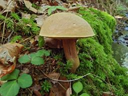 Suillellus luridus