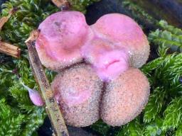 Lycogala confusum