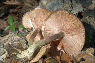 Armillaria mellea