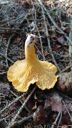 Cantharellus cibarius