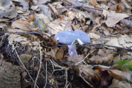 Russula parazurea