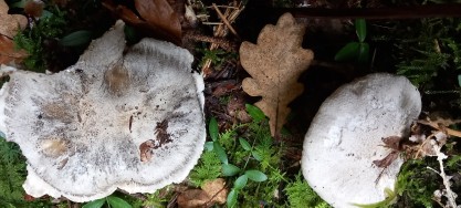 Tricholoma pardinum