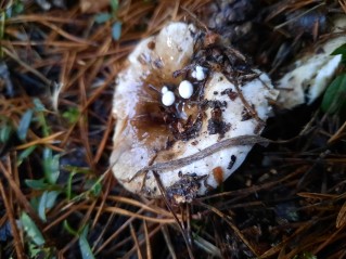 Asterophora lycoperdoides