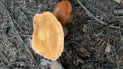 Suillus grevillei