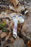 Russula parazurea