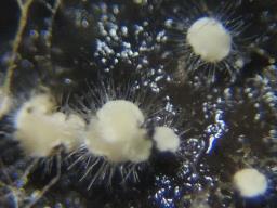 Volutella ciliata