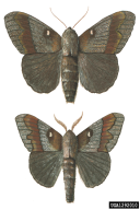 Dendrolimus pini