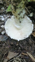 Amanita strobiliformis