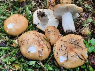 Russula ochroleuca