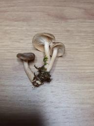 Rhizocybe pruinosa