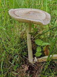 Amanita battarrae