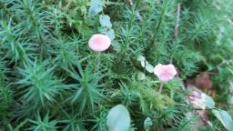 Mycena rosella