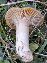 Cuphophyllus pratensis