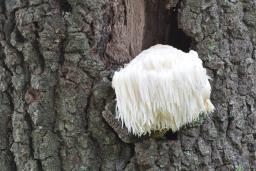 Hericium erinaceus