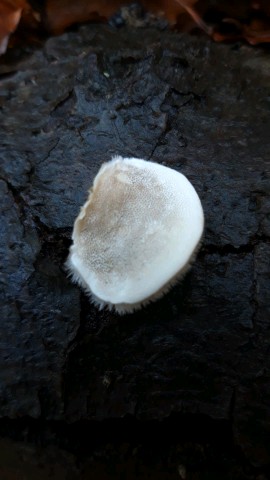 Trametes pubescens