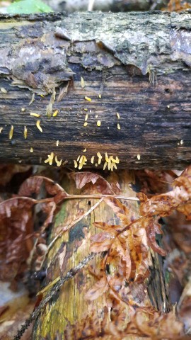 Calocera cornea