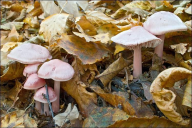 Mycena rosea