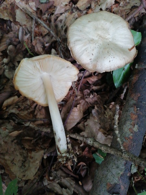 Megacollybia platyphylla