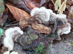 Auricularia mesenterica