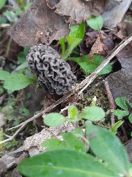 Morchella vulgaris