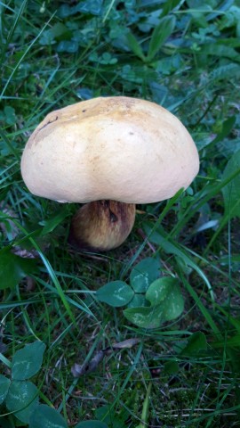 Suillellus luridus