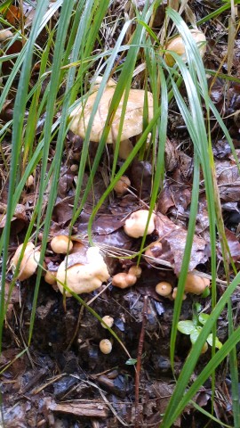 Suillus bovinus