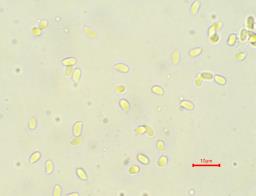 Rhizocybe pruinosa