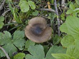 Melanoleuca melaleuca