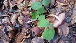 Psathyrella bipellis