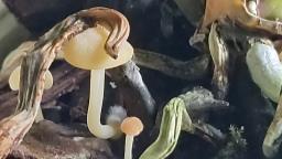 Lactocollybia cycadicola