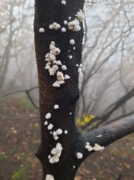 Schizophyllum commune