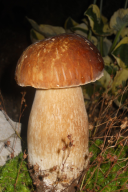 Boletus reticulatus