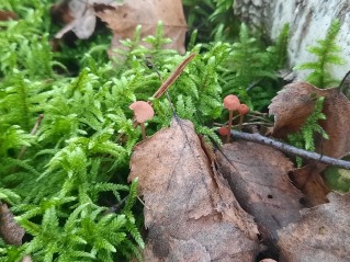 Mycena rosella