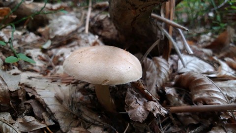 Suillus bovinus