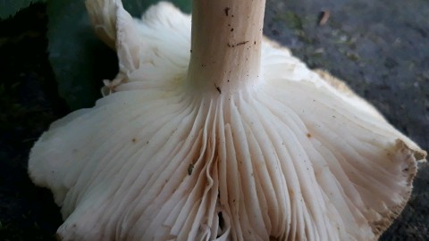 Megacollybia platyphylla