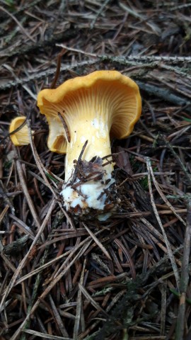 Cantharellus cibarius
