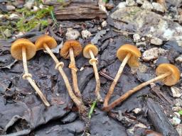 Conocybe blattaria