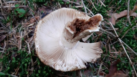 Russula foetens