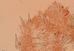 Hohenbuehelia petaloides