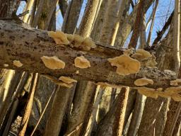 Trametes ochracea