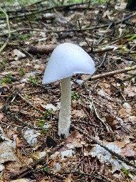 Amanita virosa