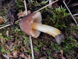 Pluteus romellii