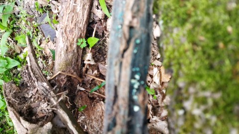 Chlorociboria aeruginosa