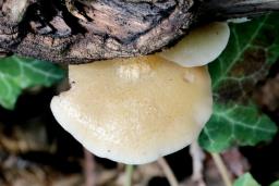 Crepidotus calolepis