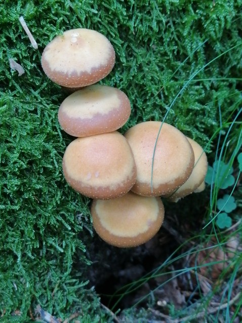 Kuehneromyces mutabilis