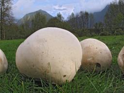 Calvatia gigantea