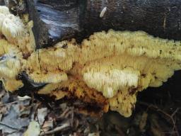 Hericium cirrhatum