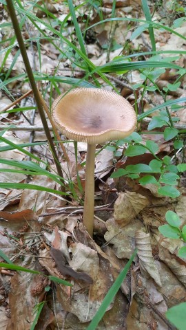 Amanita fulva