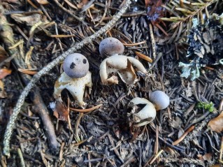 Geastrum quadrifidum
