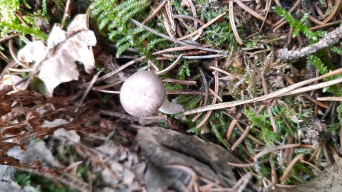 Rhizocybe pruinosa